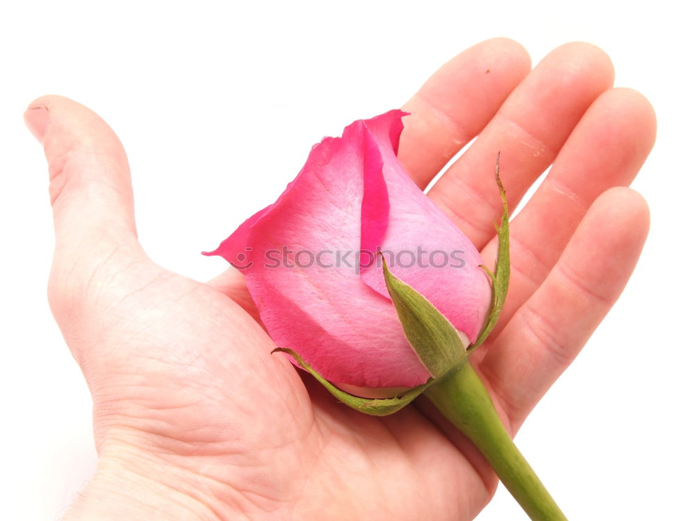 Similar – Woman hold bouquet Design