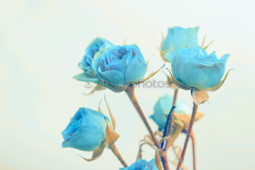 Similar – Image, Stock Photo Tulip power 3 Classical
