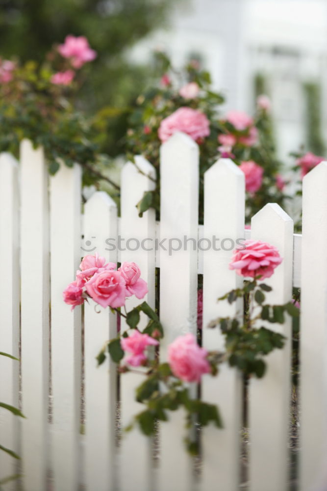 Similar – Astern Sommer Garten Natur