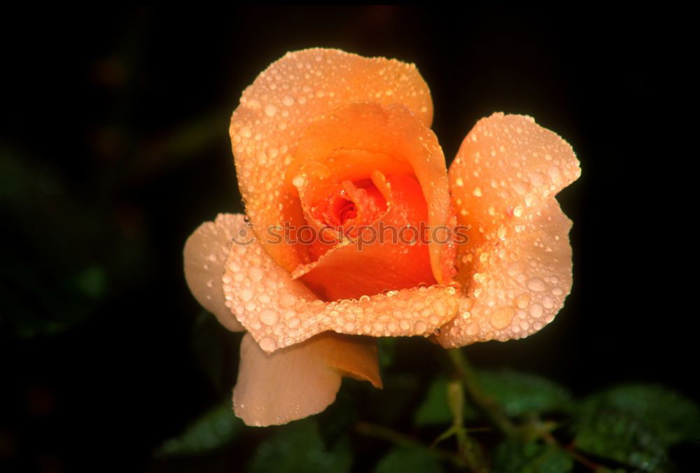 Similar – Image, Stock Photo tulip Tulip Flower Blossom