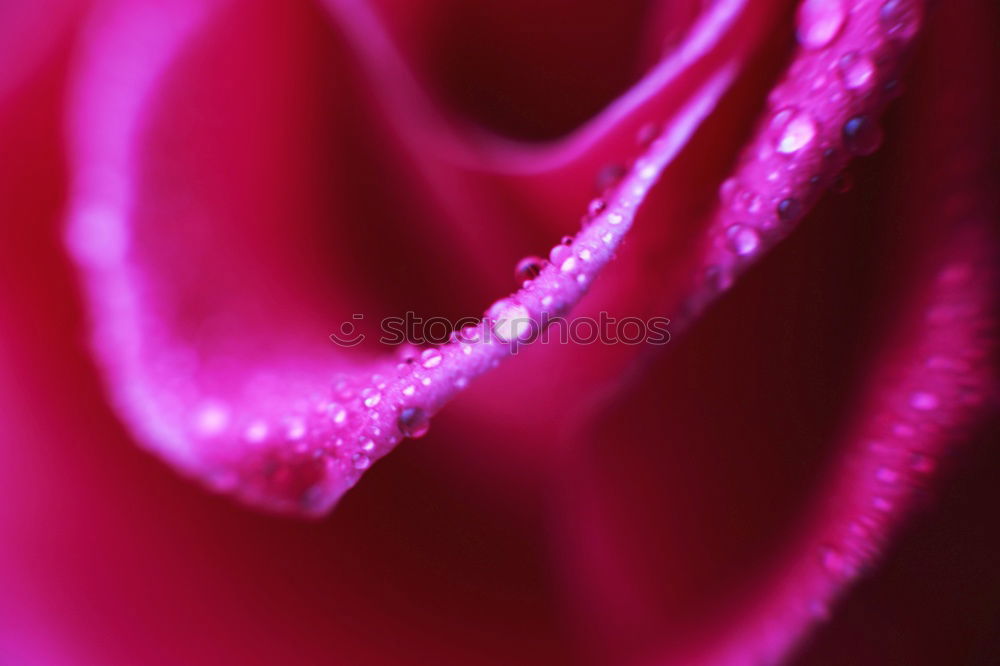 Image, Stock Photo Rose Pink Red Nature Plant