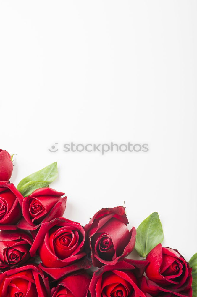 Similar – red roses for Valentine’s Day