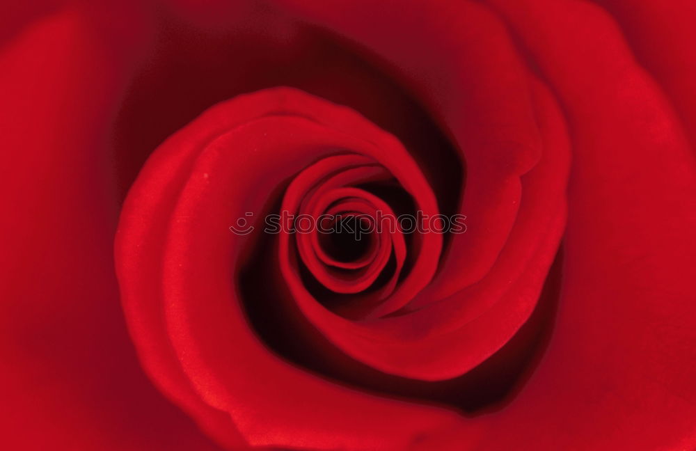 Similar – Image, Stock Photo Detail of orange petals