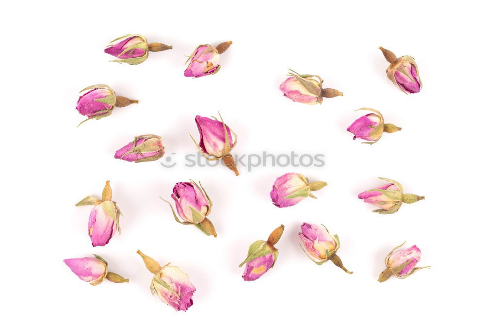 Similar – Image, Stock Photo Fresh garlic on a light pink background