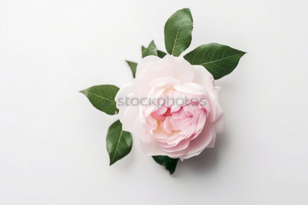 Similar – Image, Stock Photo buds of blooming roses with green leaves