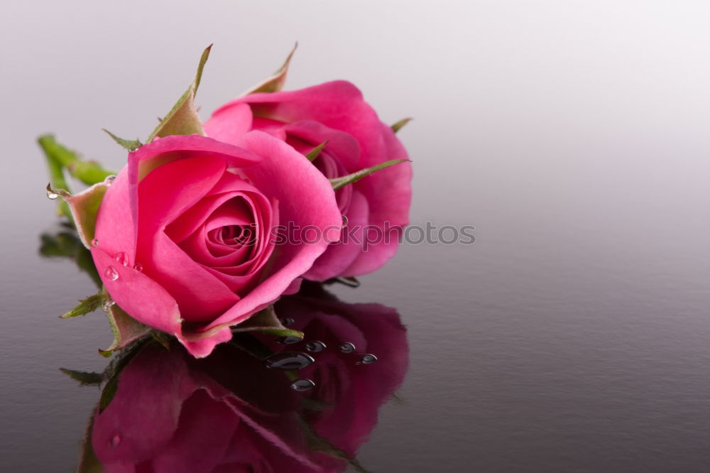 Similar – Purple rose with water drops