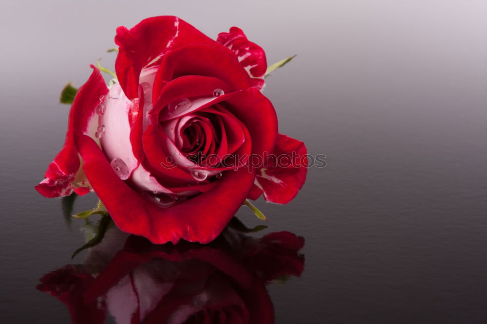 Similar – Red roses on a black background.