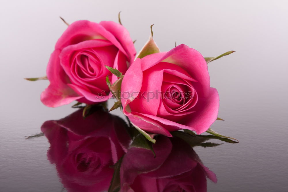 Similar – Image, Stock Photo Two red roses in white glass vases on a blurred wooden table.