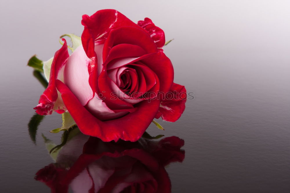 Similar – Image, Stock Photo A bouquet of red tulips