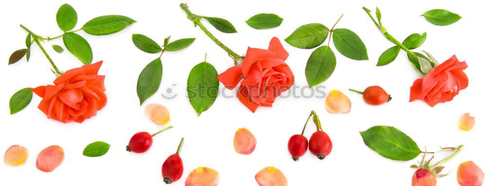 Similar – Image, Stock Photo Stumbled Plant Scratch Red