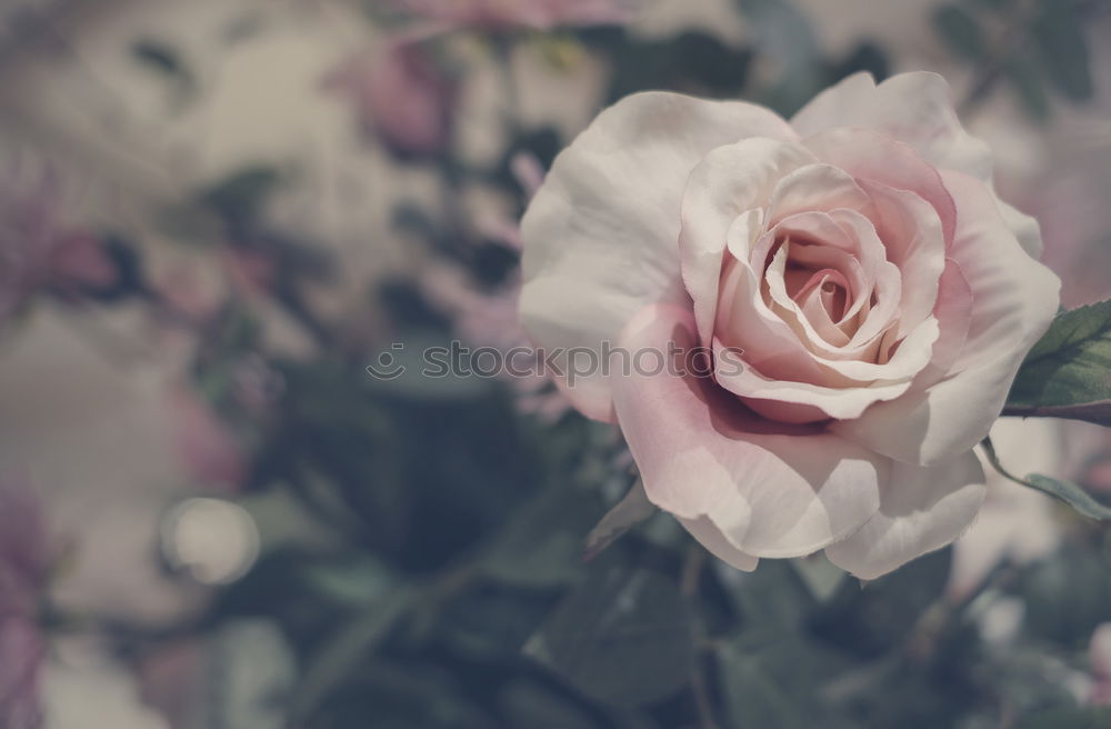 Similar – Image, Stock Photo pink roses with vintage effect and a little dead