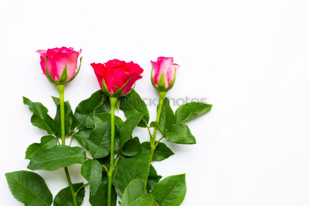 Similar – Wet Pink Tulip Flowers In Vase