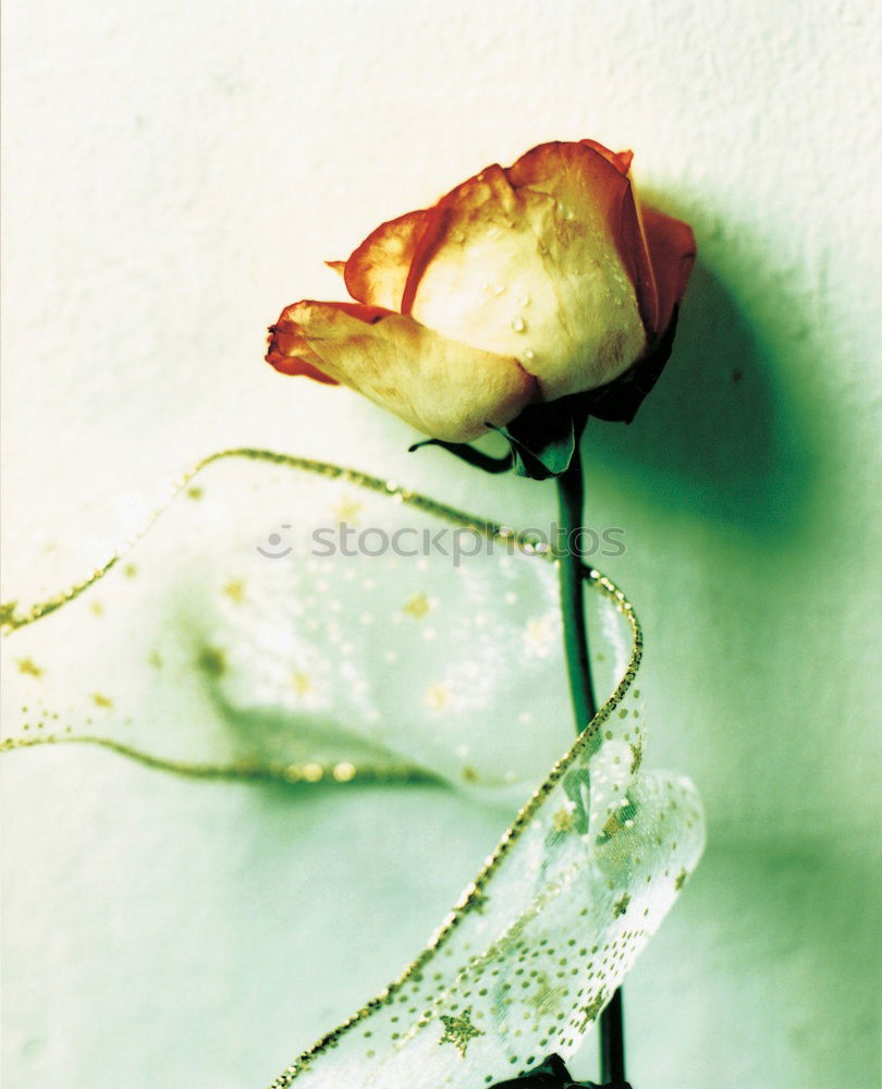 Image, Stock Photo death by stoning Flower