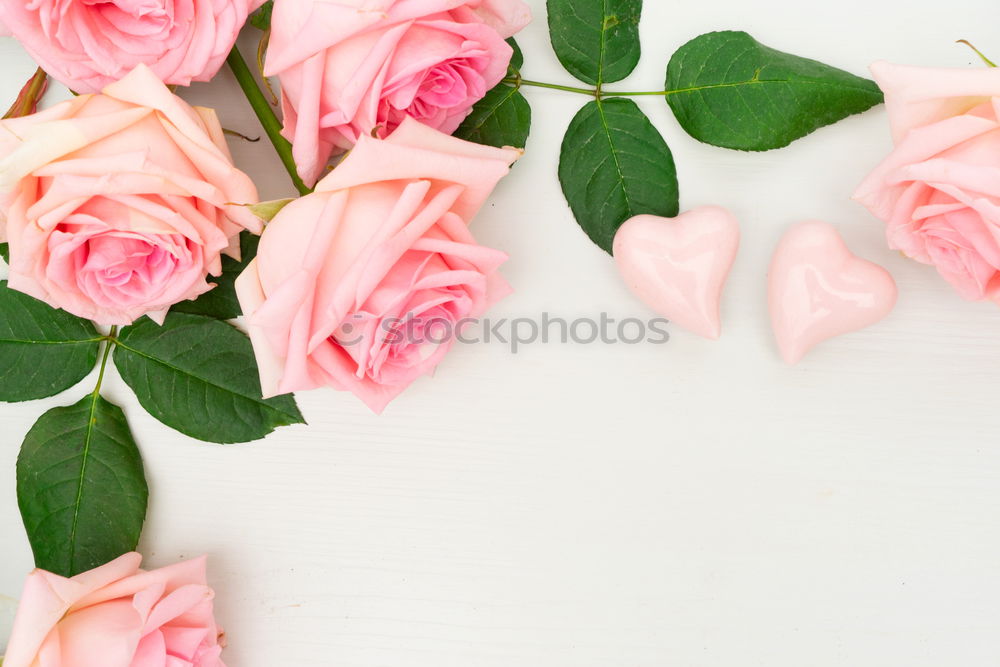 Similar – Weibliche Hände halten schöne große rosa Lilie Blumen