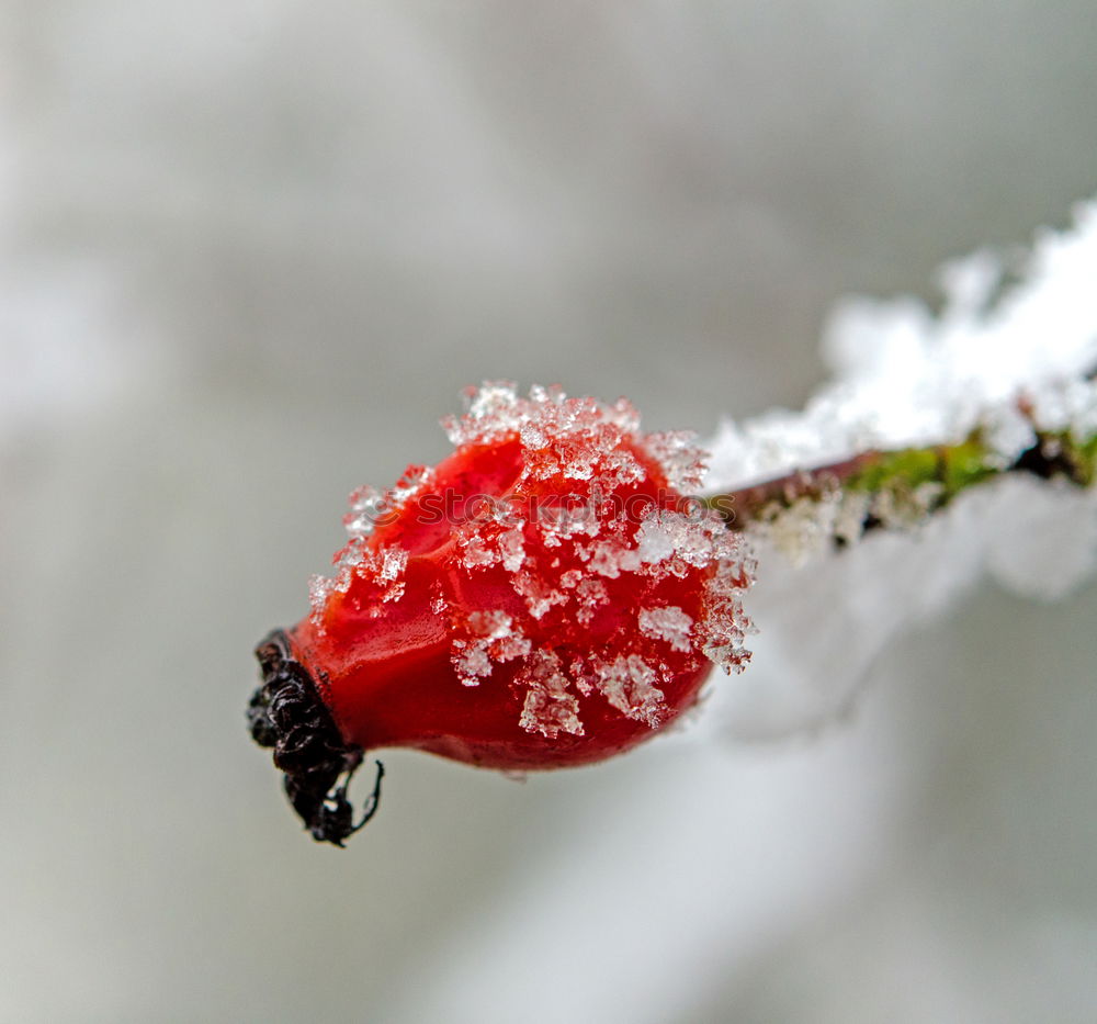 Similar – Image, Stock Photo Decorative apples in orange with snow cap