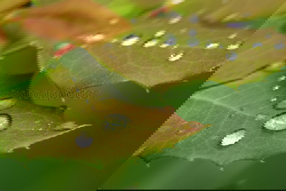 Similar – Image, Stock Photo Dew drops on leaves