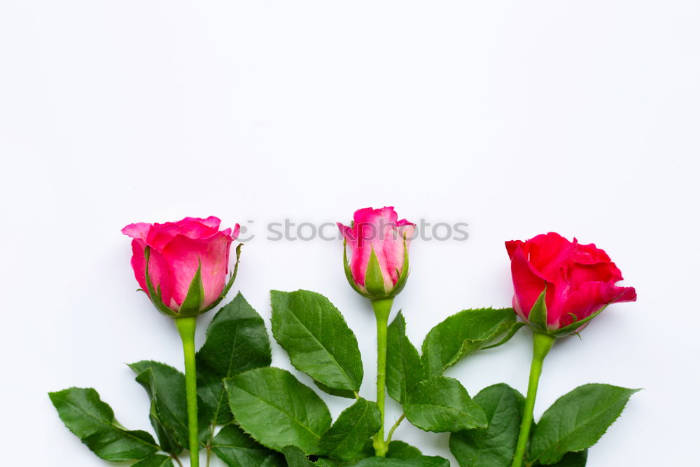 Similar – Image, Stock Photo tulip Snowboard