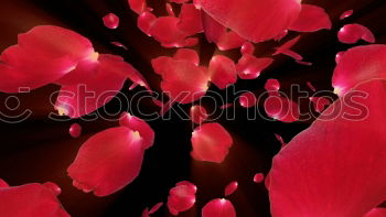 Similar – Image, Stock Photo dream me red Red rose