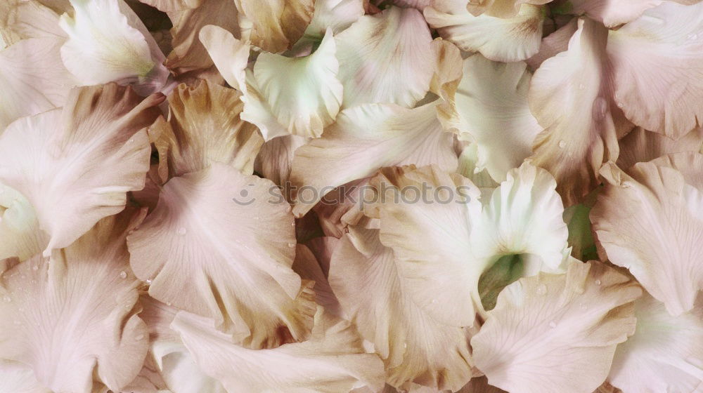 Similar – Image, Stock Photo withered beauty Plant