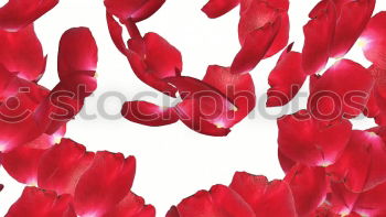 Similar – Image, Stock Photo Outer shell Food Vegetable