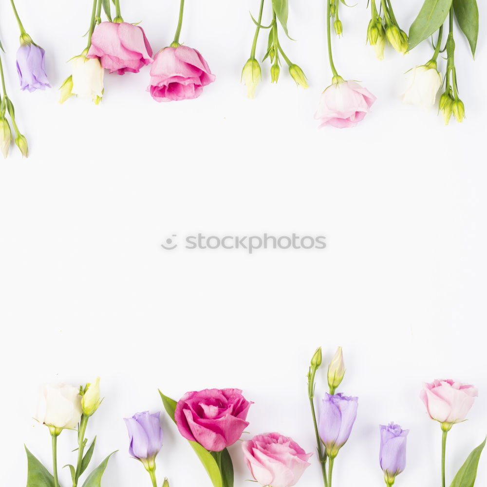 Similar – Image, Stock Photo Tulips Flowers with Water Drops