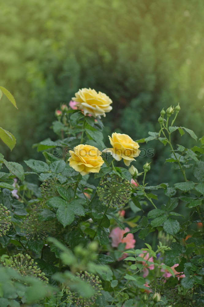 Similar – Image, Stock Photo snow flowers Nature Plant