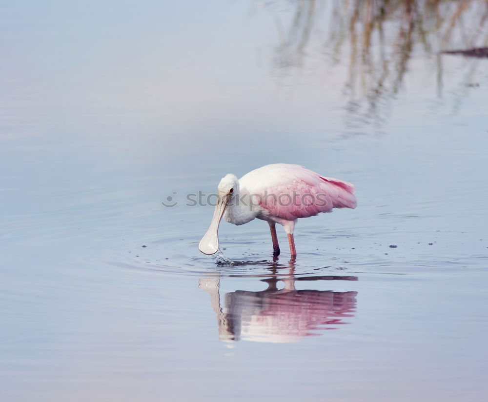 Similar – Flamingo with spread wings