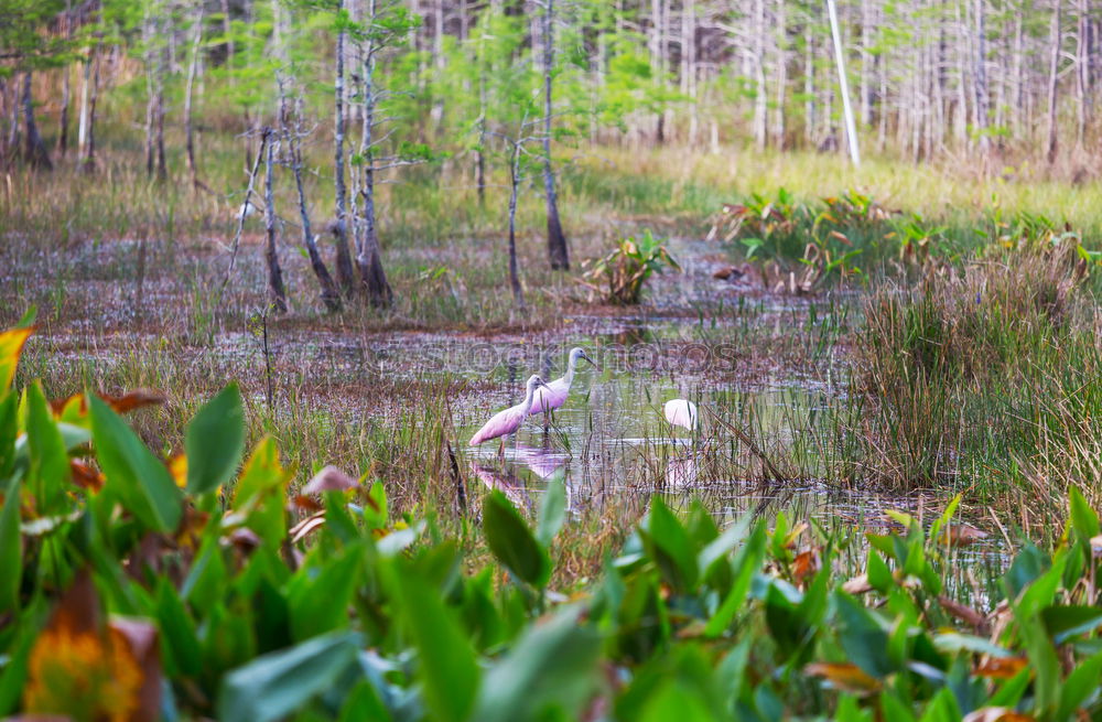 Similar – waterways Nature Landscape