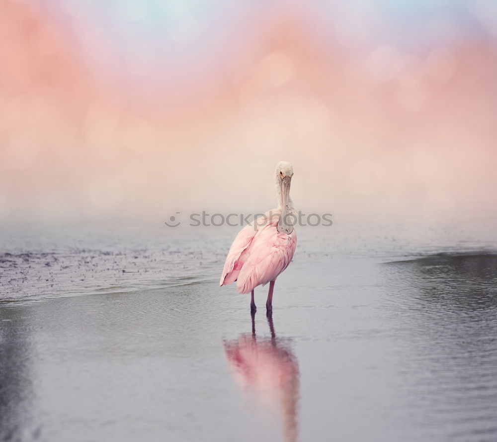 Image, Stock Photo stand Animal Bird Seagull