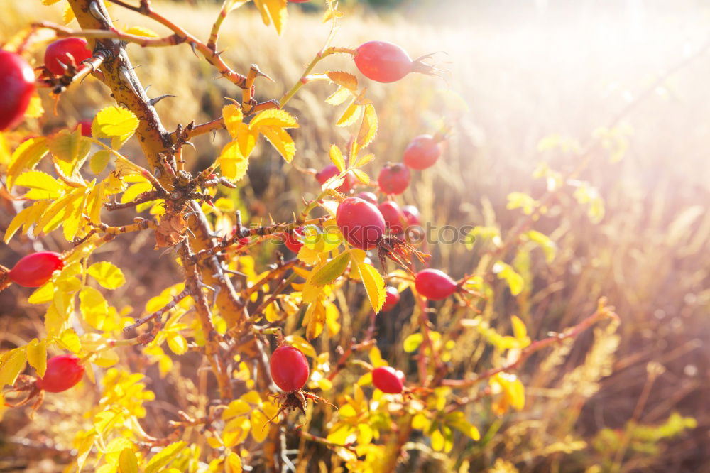 Similar – Picking rosehip Fruit