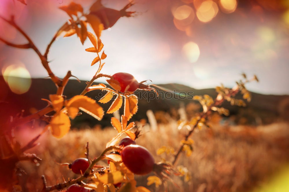 Similar – acorns Nature Plant Autumn