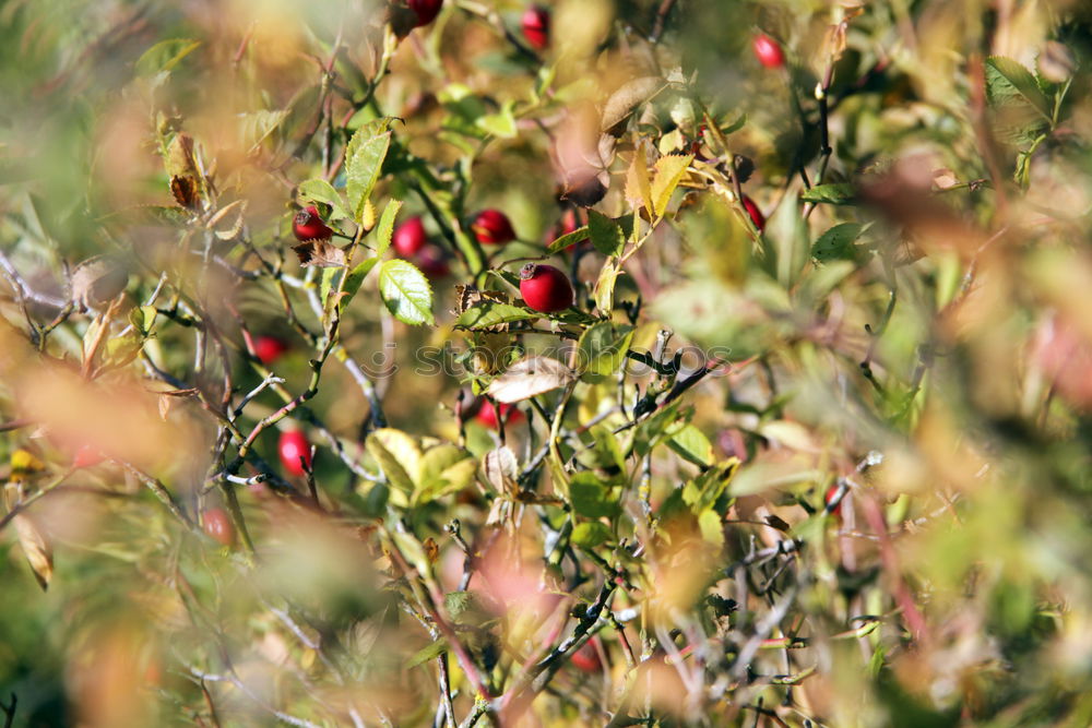 Image, Stock Photo Fresh red apples hanging from the tree in September