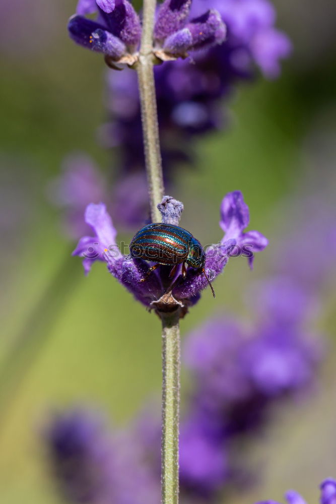 Similar – Image, Stock Photo flowering lavender is irresistible to bees