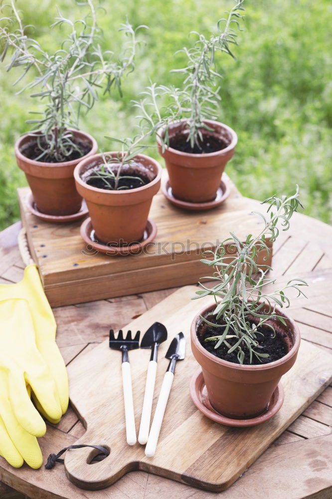 Similar – Image, Stock Photo Stock photo of transplanting plant