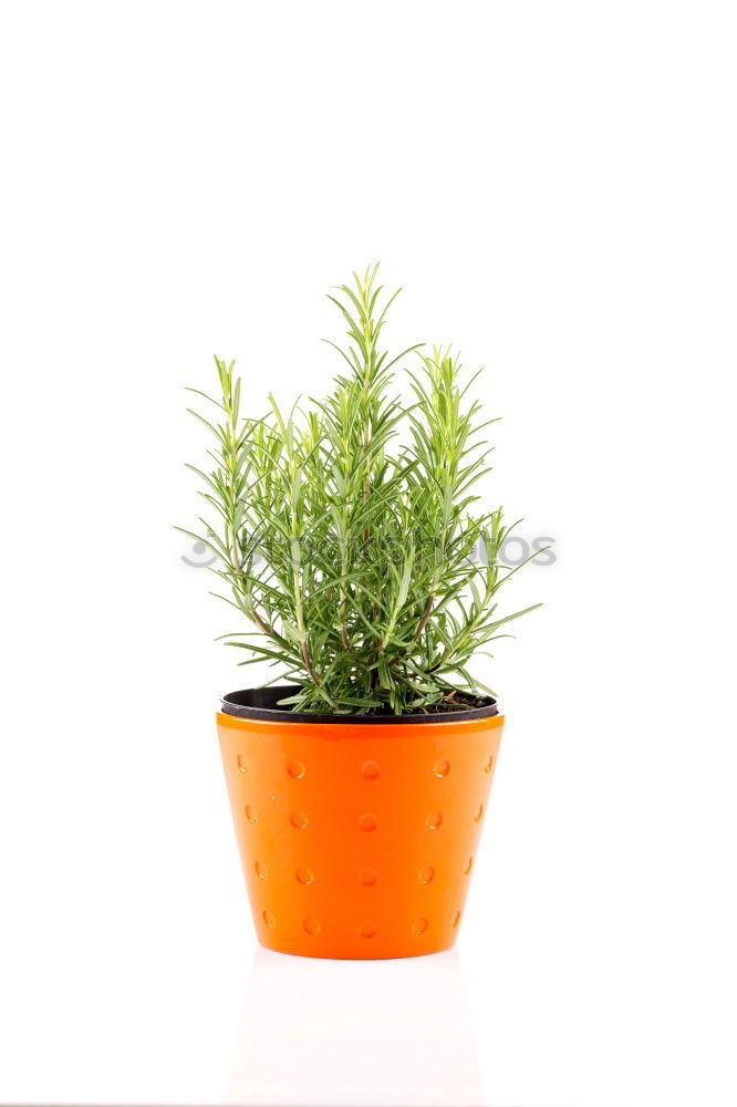 Similar – Image, Stock Photo Rosemary in a pot Art