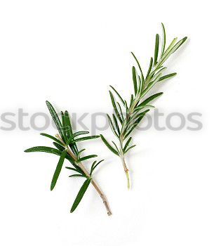 Similar – Image, Stock Photo herbarium Art Environment