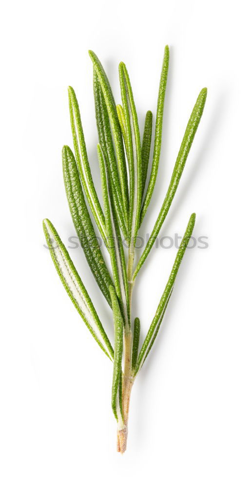 Similar – A portion of green asparagus, freshly harvested from the local field, decorated with a plaid ribbon of cloth, tied together, lies in the light on the table, on a white cloth of linen.