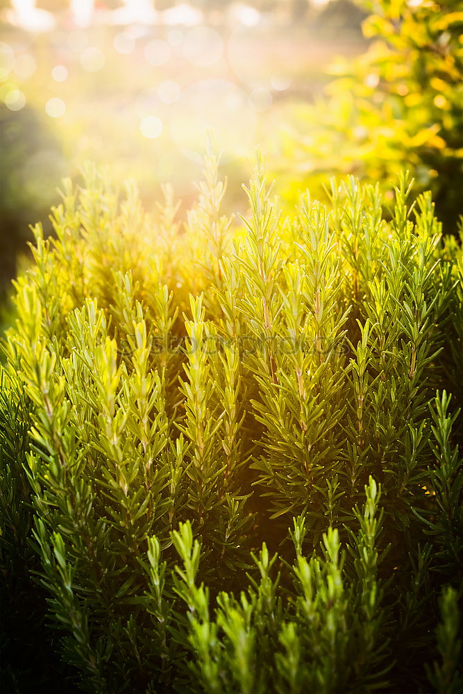 Rosemary in the garden.