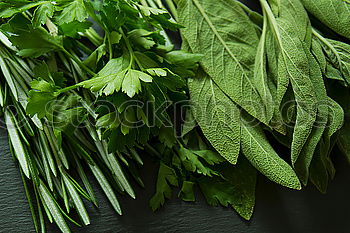 Similar – Image, Stock Photo Fresh sage leaves Food