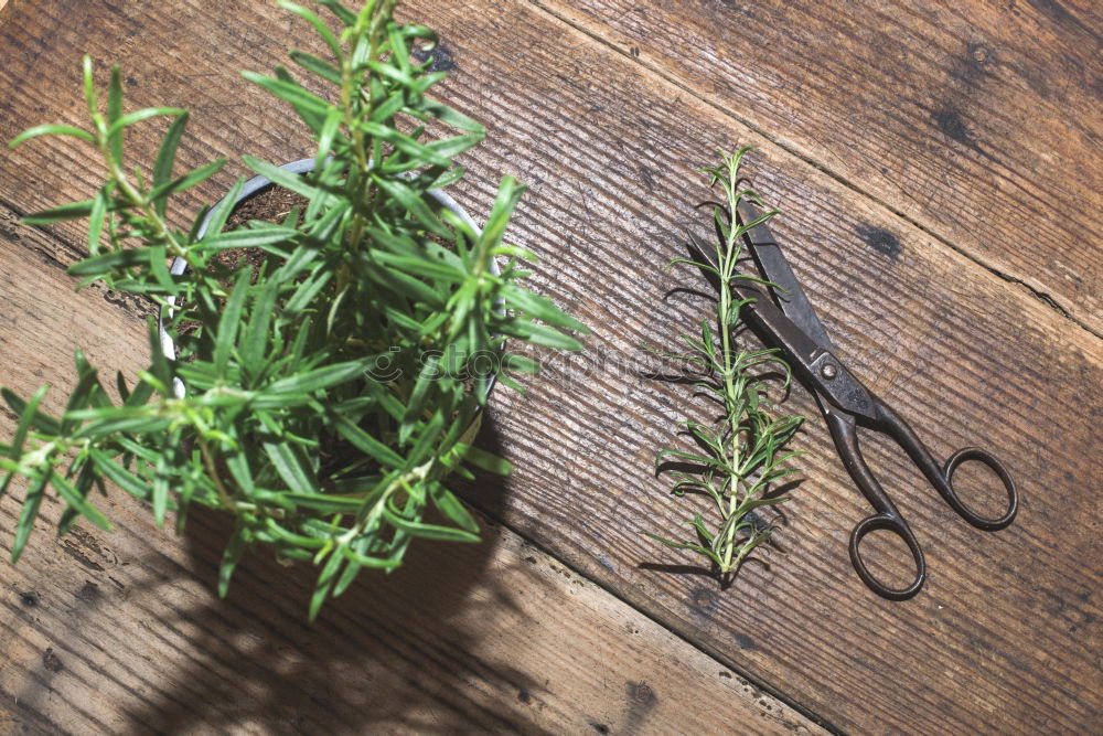 Rosemary twigs on wood