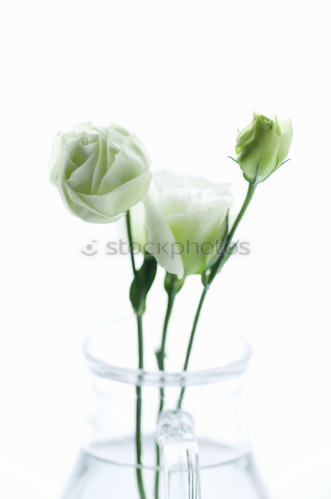 Similar – Image, Stock Photo manfred krug Orchid Vase