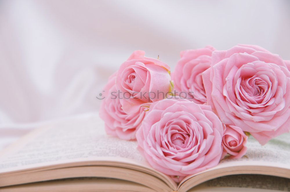 Similar – Aesthetic lifestyle. Notebook, white box with pink ribbon. Beige fabric background with cotton branches.  Top view.