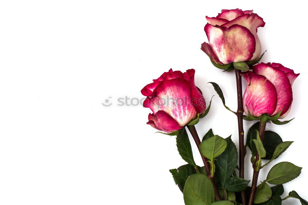 Similar – Red tulips background, top view. Festive spring flowers. Floral composing. Springtime holiday and greeting concept. Copy space for your design