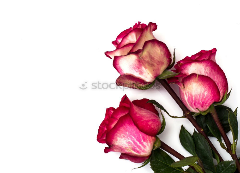 Similar – Wet Pink Tulip Flowers In Vase