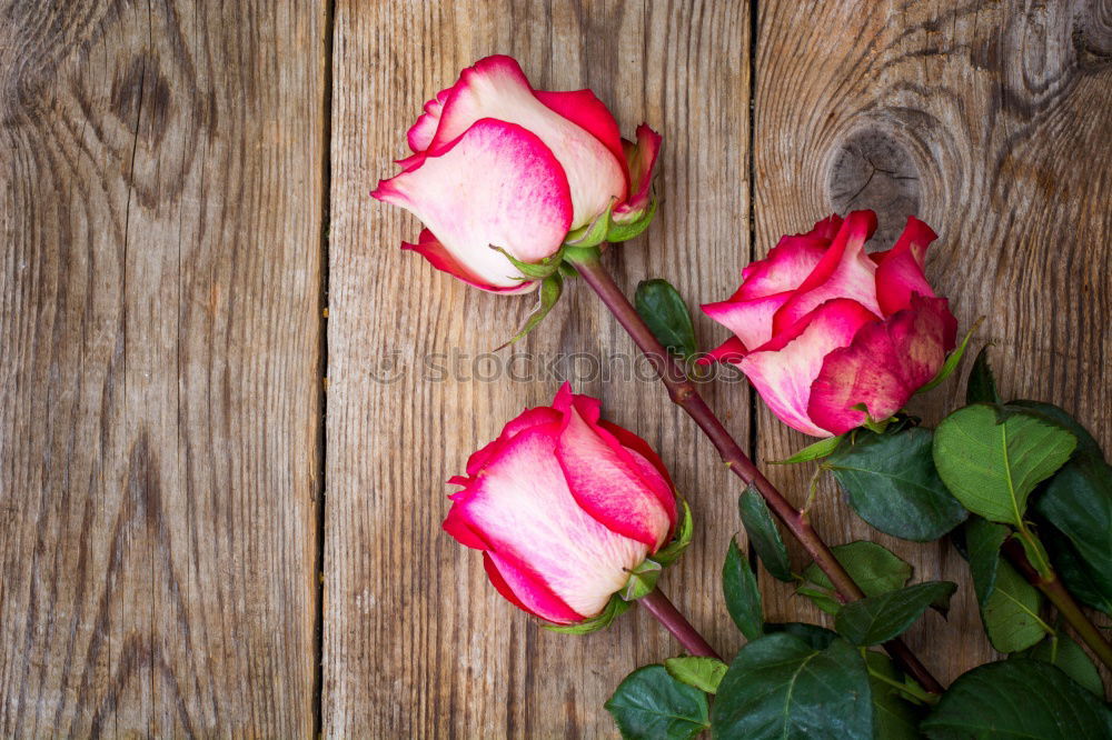 Similar – Bouquet with roses in pink