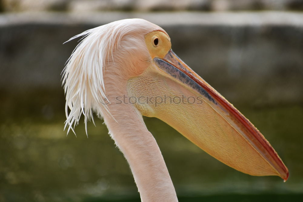 Similar – portrait of a white pelican