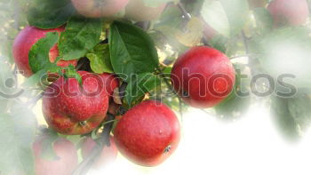 Similar – apple Food Fruit Apple