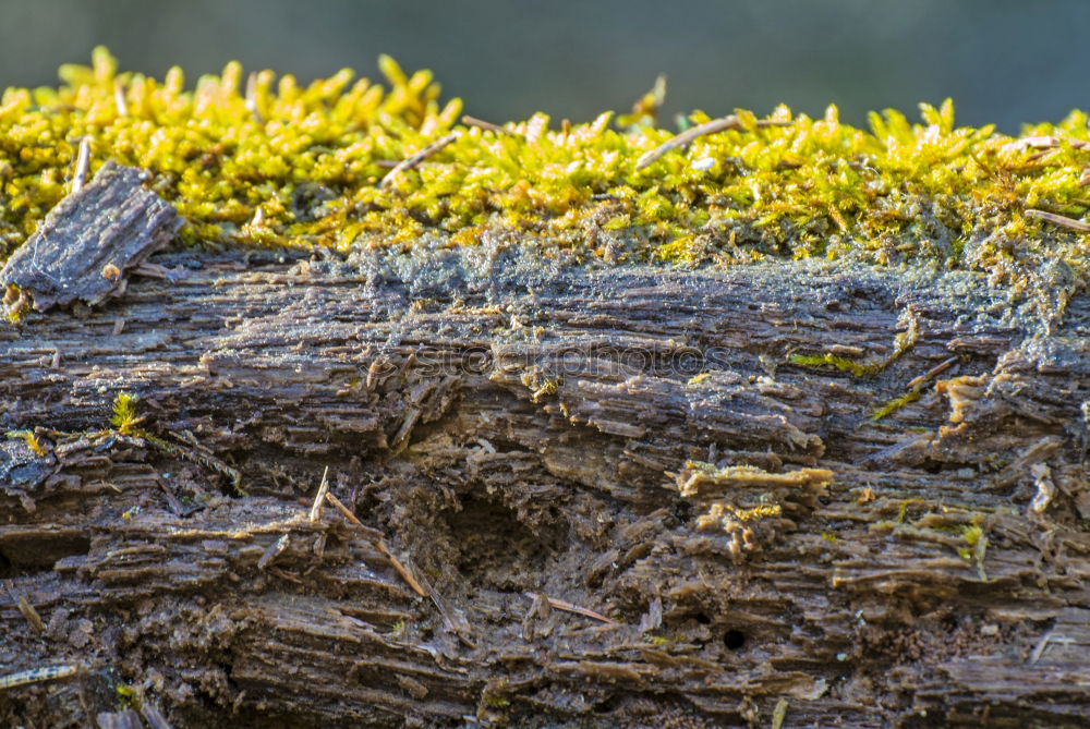 Similar – wood breakage Nature Plant