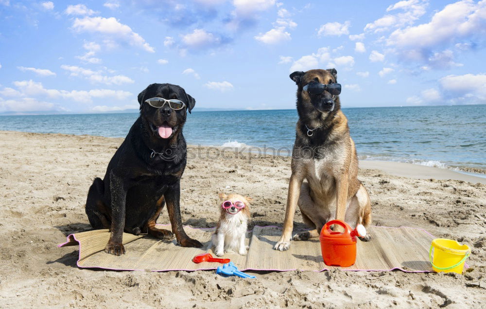 Similar – Image, Stock Photo Come play with me Sand Air