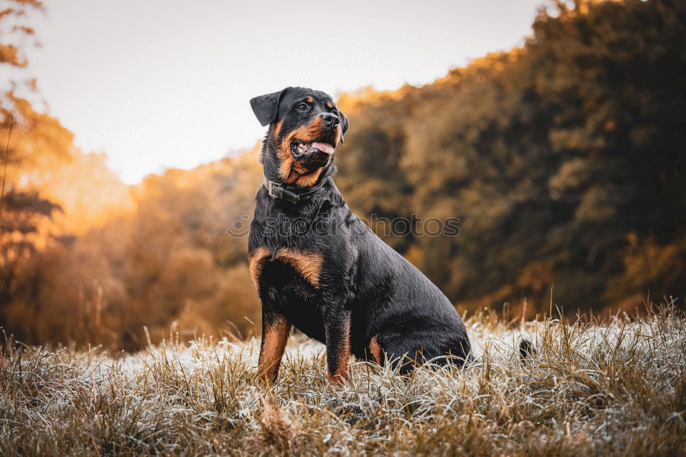 Similar – Image, Stock Photo Amy Pt.3 Nature Landscape